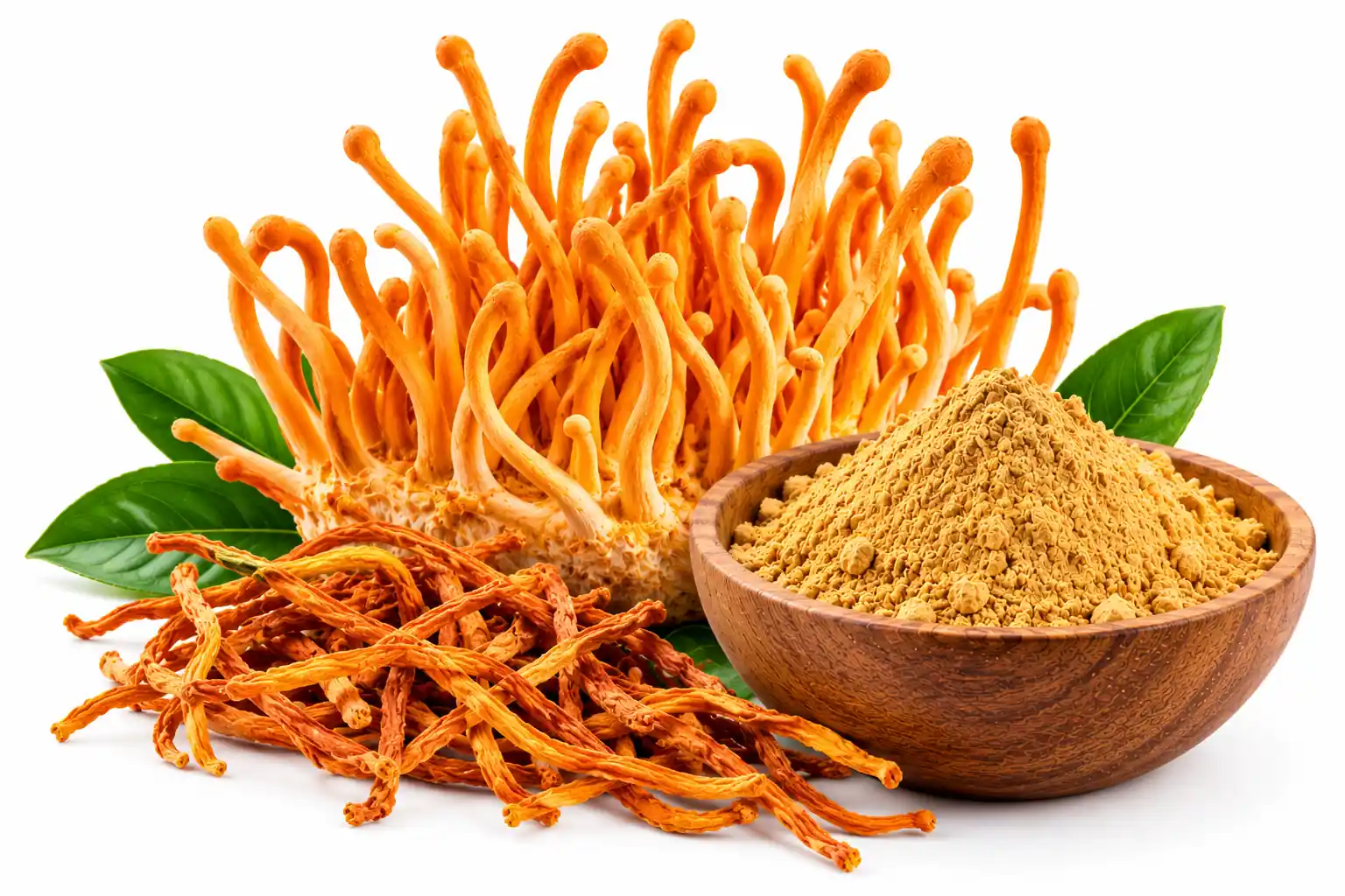 Organic Cordyceps militaris Fruit Extract