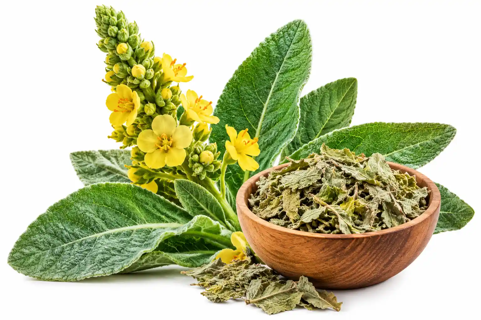 Mullein Leaf Extract